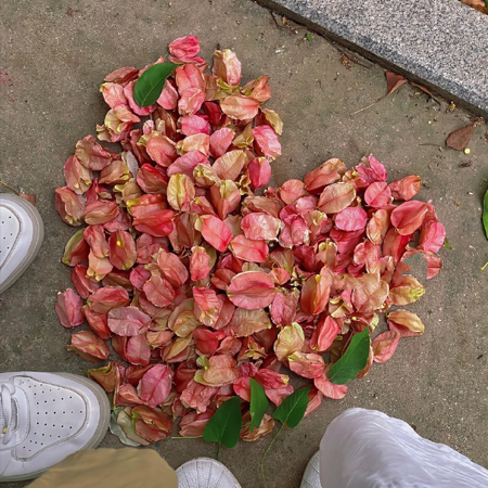 最新超级绚烂好看的栾树花图片