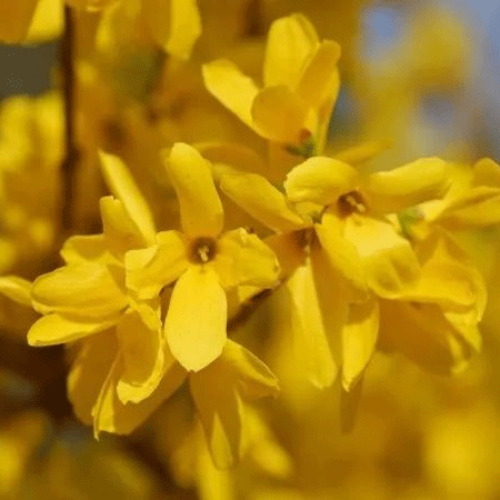 迎春花高清好看微信图片素材