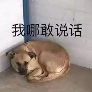 今日萌宠可爱微信表情包