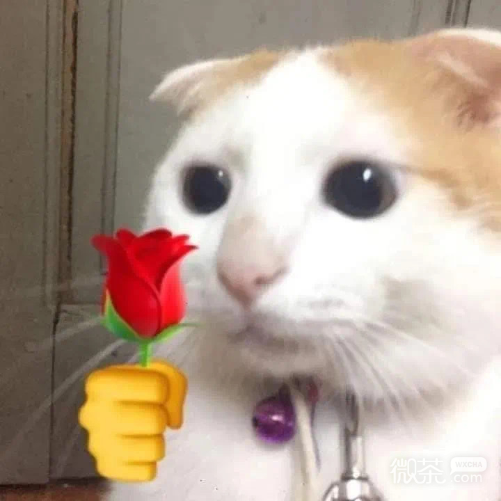 拿玫瑰的小猫咪微信表情包