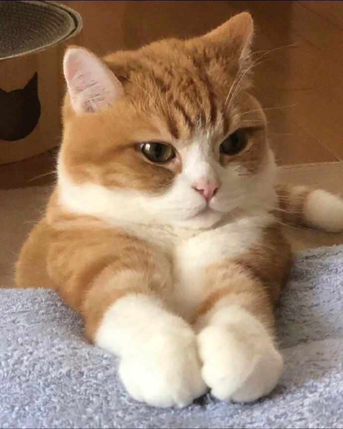 萌萌猫咪微信头像