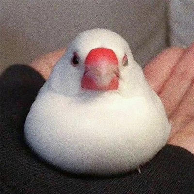 奇怪可爱的搞怪个性头像