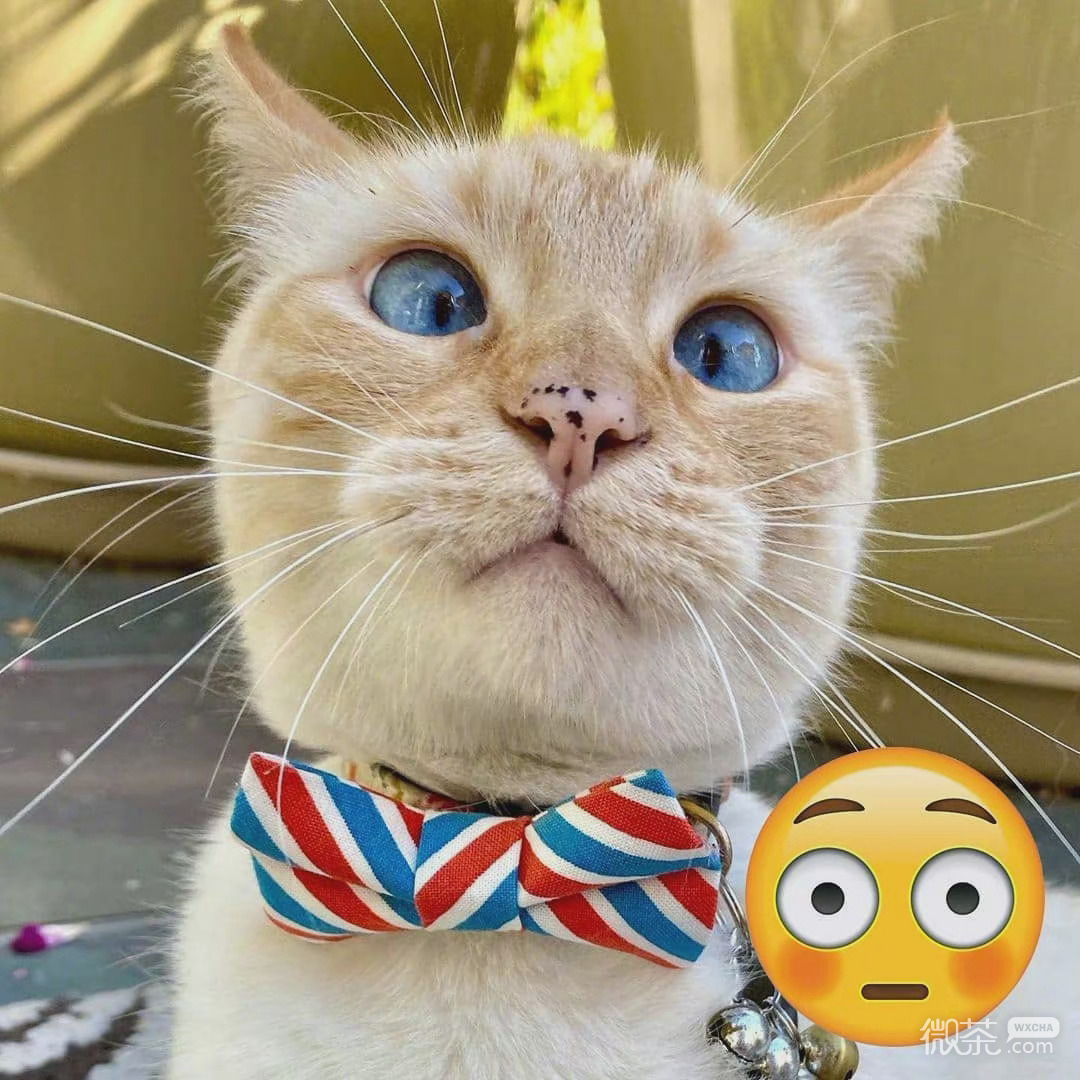 猫咪模仿小黄脸搞笑微信表情包