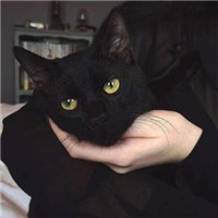 可爱萌萌哒喵星人猫咪情侣头像