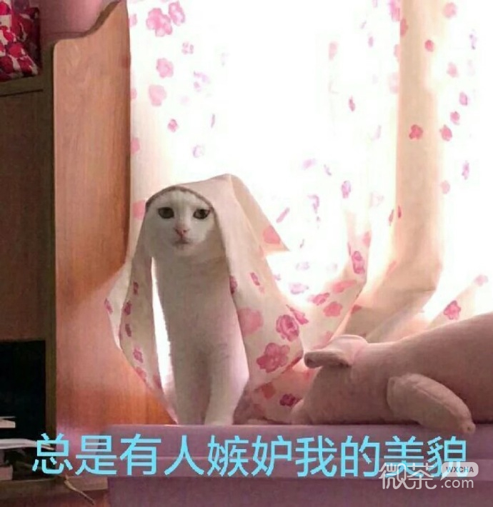 最可爱小宠物猫咪微信表情包 ​​​​