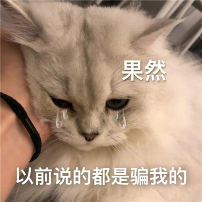 评论区有趣聊天表情包