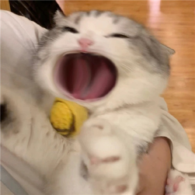 有趣搞怪的大嘴猫表情包