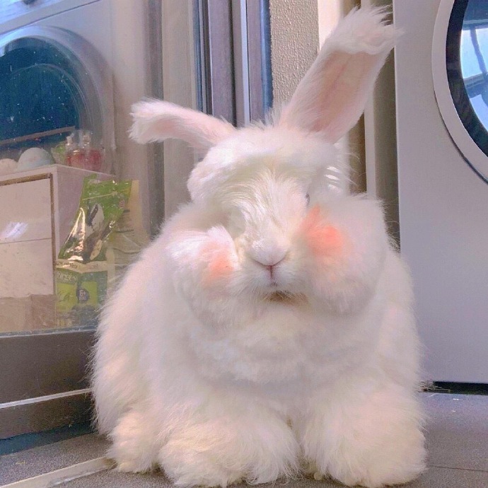 沙雕可爱搞怪个性微信头像