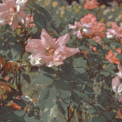 香香的花朵微信头像