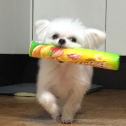 小狗叼着东西向你奔来可爱微信头像