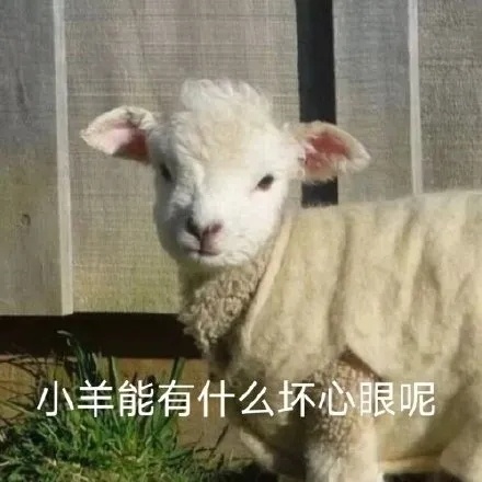 今日萌宠可爱微信表情包