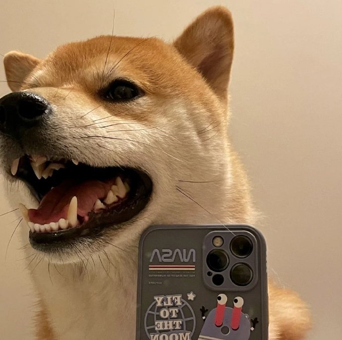 沙雕狗狗自拍微信头像