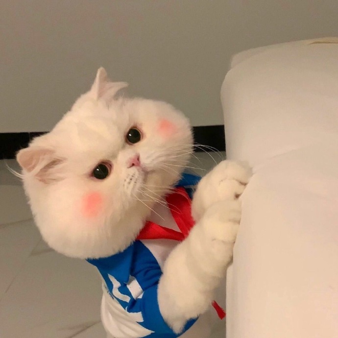 萌萌猫咪微信头像