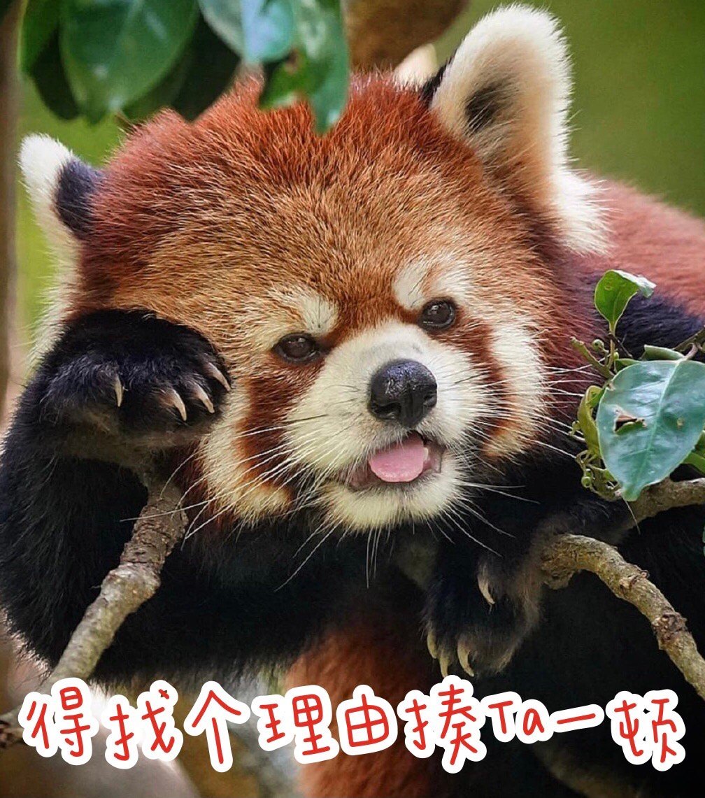 小熊猫可爱微信表情包