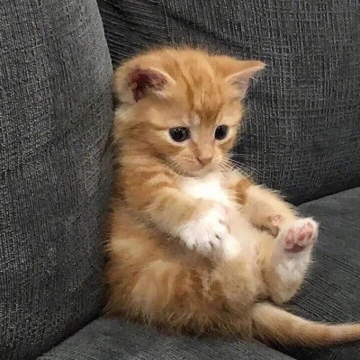 超可爱的萌宠头像