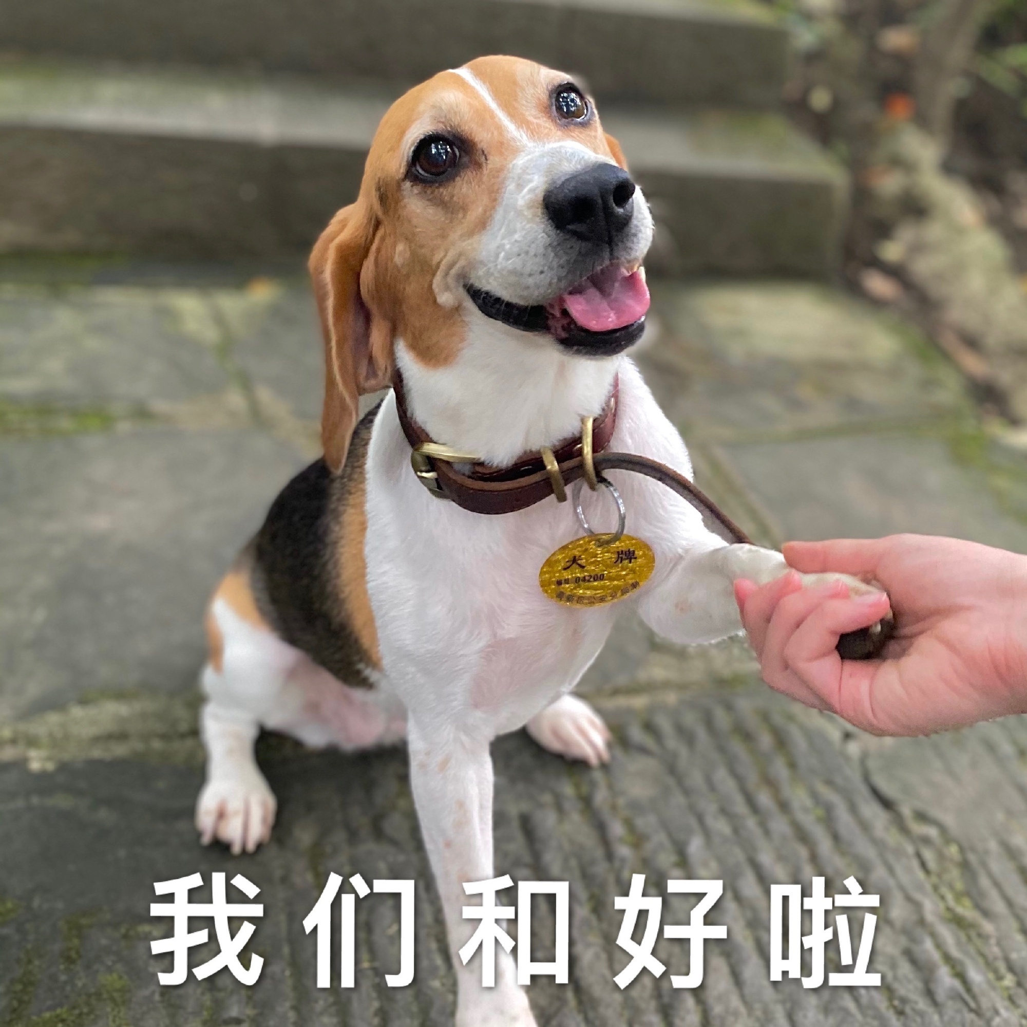 狗狗赖王八图图可爱微信表情包