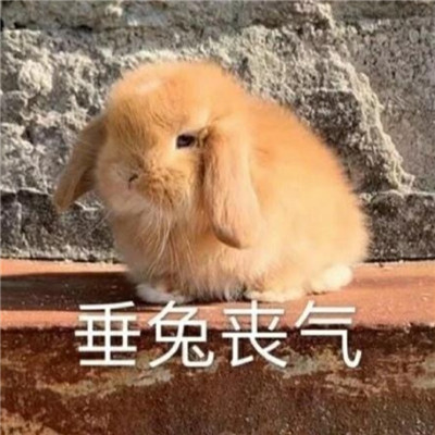 萌宠小动物带字表情包