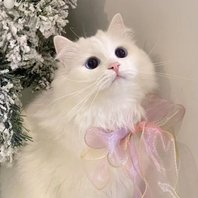 超萌超可爱又招财的猫咪头像