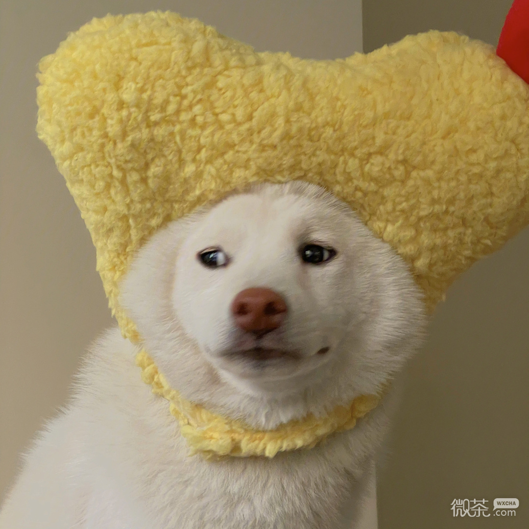 柴犬可爱微信头像