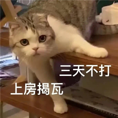 聊天很实用的微信表情