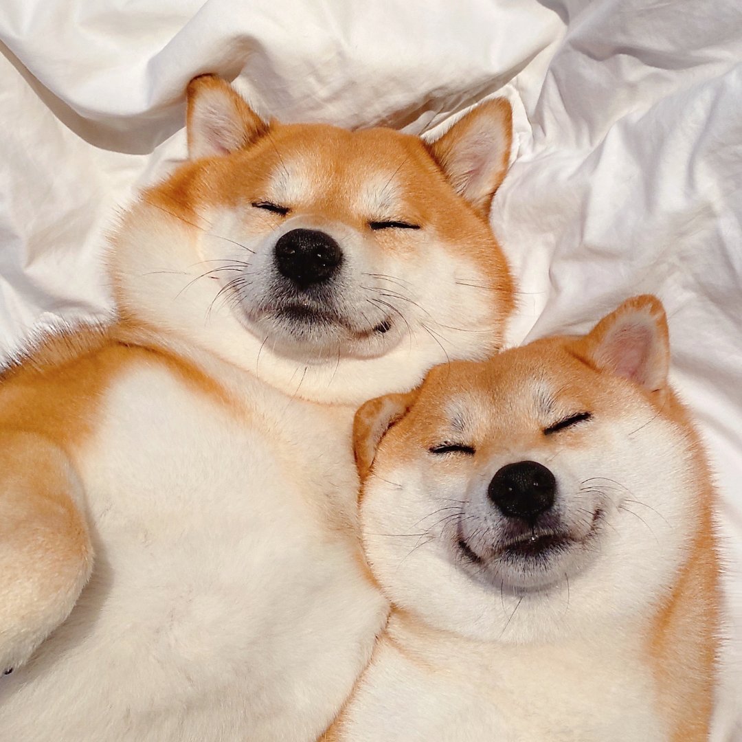 狗狗睡觉情侣微信头像