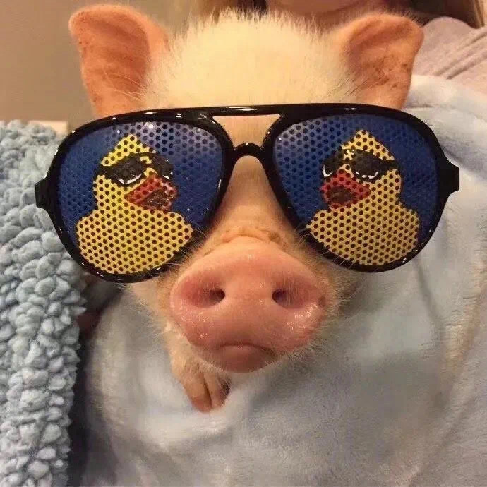 非常沙雕搞怪的微信头像