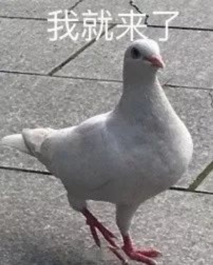 鸽子沙雕好玩微信表情包