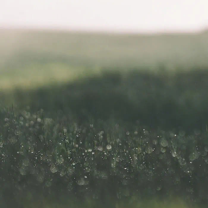 绿色系护眼朋友圈背景图