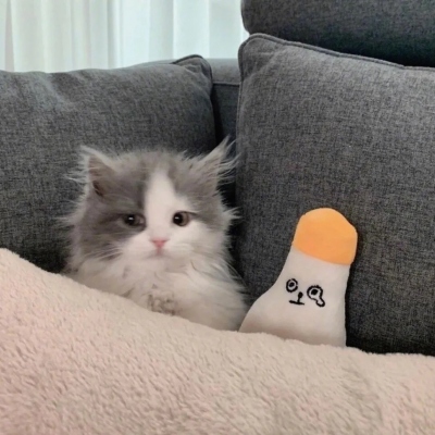 超可爱的萌宠头像