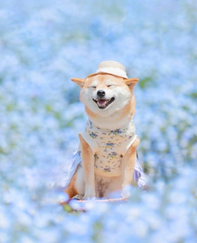 爱笑的可爱狗子微信头像