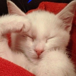 猫咪敬礼可爱微信表情包