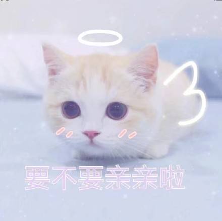 可爱的猫咪卖萌表情包