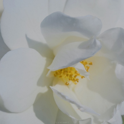 ins文艺小清新的风景微信头像