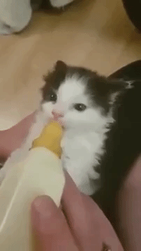 小奶猫喝奶萌态动态微信表情包