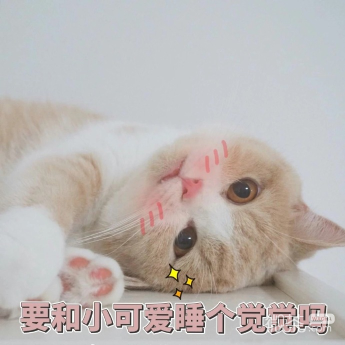 最可爱小宠物猫咪微信表情包 ​​​​