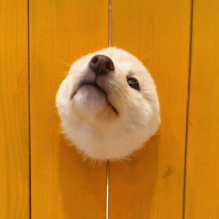 洞洞狗可爱微信头像