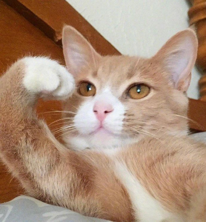 猫咪敬礼可爱微信表情包