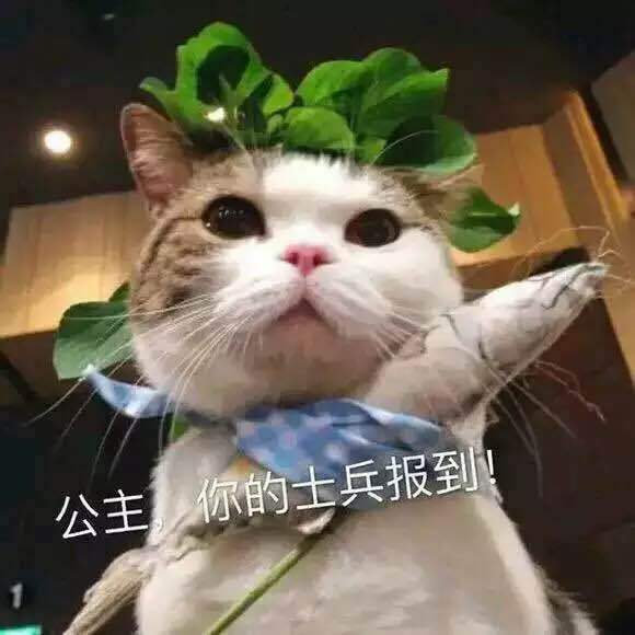 最新沙雕好玩的搞笑微信表情包