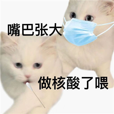 超级萌宠的小猫咪表情包