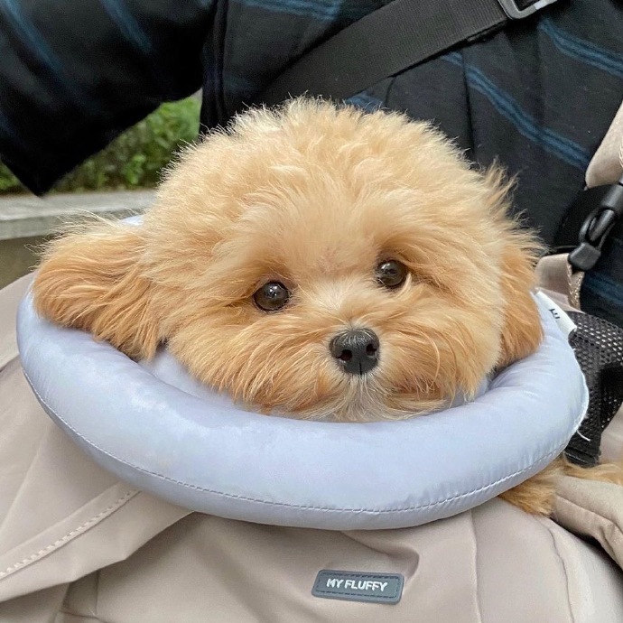 最可爱狗狗微信头像