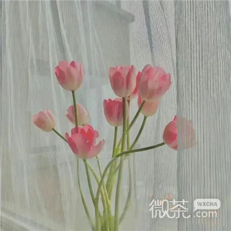 高颜值令人心心恋恋的背景图