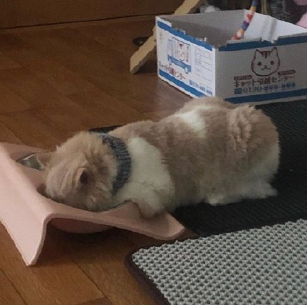 猫猫睡不醒微信表情包