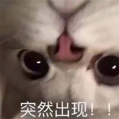 有趣又很实用的表情包