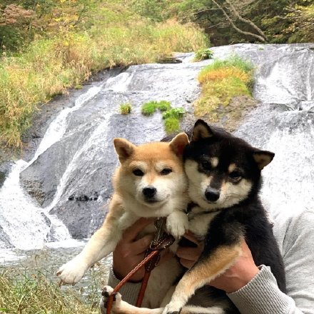 甜甜的柴犬情侣微信头像