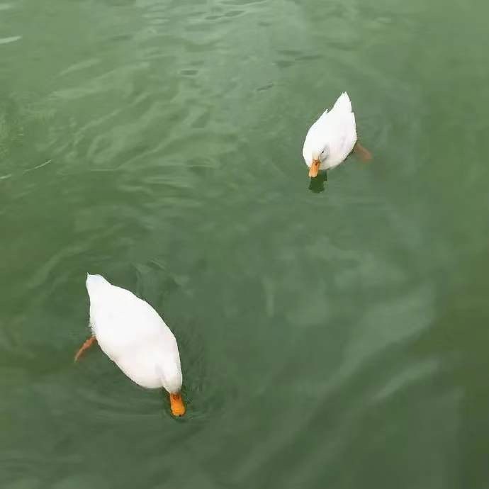 绿色系治愈小清新的微信背景图