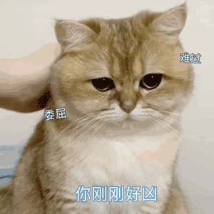 暴躁的可爱猫猫动态微信表情包