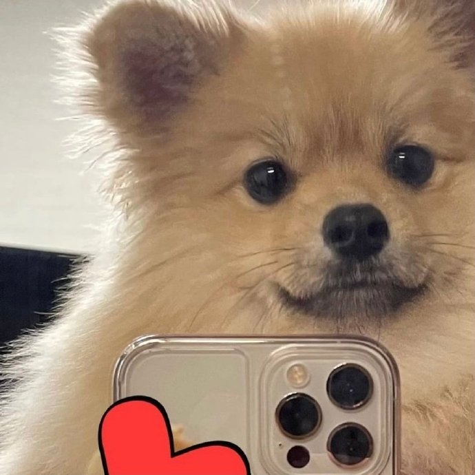 可爱狗狗的自拍微信头像