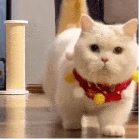 今日份萌宠可爱动态微信表情包