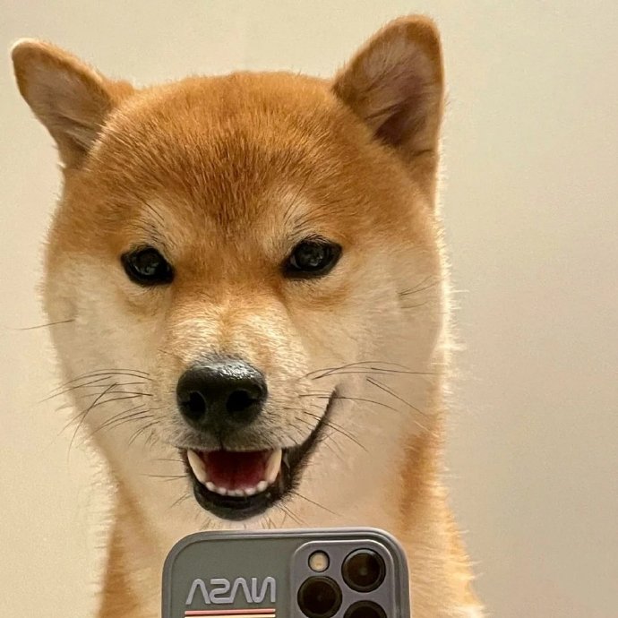 沙雕狗狗自拍微信头像