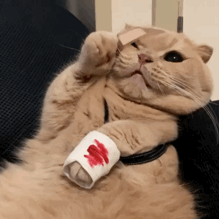 可爱喵星人动态微信表情包